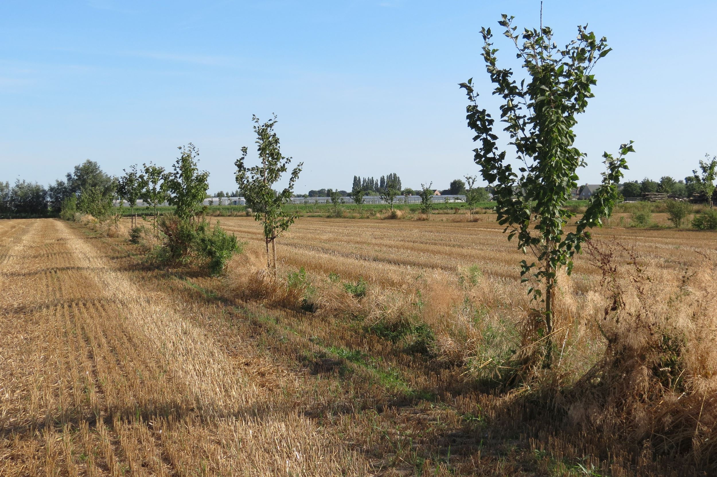 Nieuwe inschrijvingen voor aanplantsubsidie agroforestry mogelijk tot 18 september
